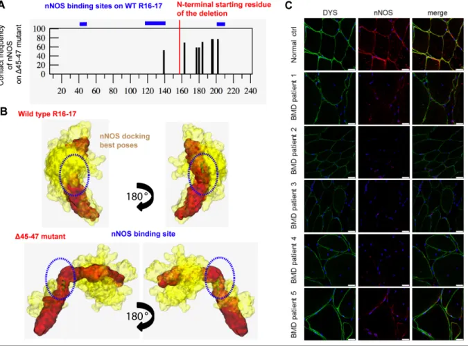 Figure 4:  nNOS and dystrophin R16-17 binding in the BMD Δ45-47 deletion mutant.  