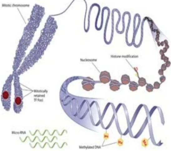 Fig. 2.  Structure of one chromosome with N genes 