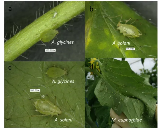 Figure 4. Aphids used in the trials. 