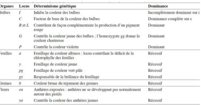 Tableau N°01 : Résume les principaux marqueurs qualitatifs de l’oignon et leurs  déterminismes génétiques