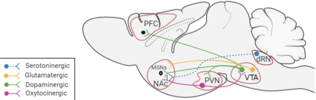 Figure 3: Brain regions involved in the Mesolimbic Reward Circuit.  