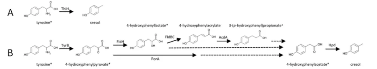 Figure  8:  Direct  (A)  and  Indirect  (B)  pathway  for  p-Cresol  synthesis  using  tyrosine  as  a  precursor by gut bacteria (Saito et al., 2018)