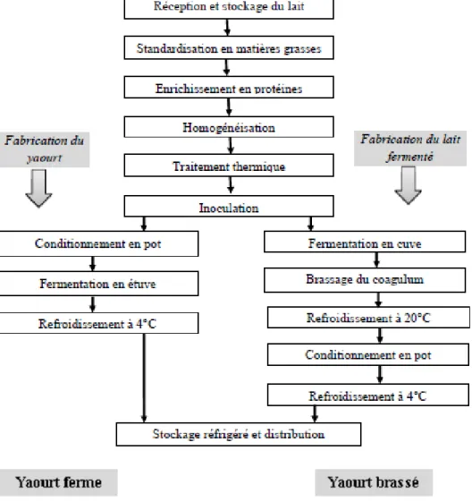 Figure 5. Diagramme de fabrication du yaourt (à gauche yaourt ferme et à droite yaourt brassé) d’après Béal et Sodini (2012).