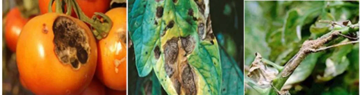 Fig N° 09: symptômes d’Alternariose sur plant de tomate sur fruit, feuille  et tige (Vieira, 2004) 