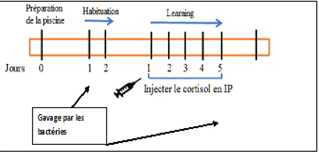 Figure  9:  Représentation  schématique  du  Protocole  expérimental  à  suivre.  Il  se  compose de deux étapes, l’habituation pour deux jours consécutifs suivie par la  deuxième  étape  (Learning)