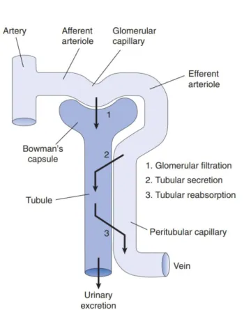 Figure  2:  Fundamental  elements  of  renal  function  –  glomerular  filtration,  tubular  secretion  and  tubular  reabsorption  –  and  the  association  between  the  tubule  and  vasculature  in  the  cortex