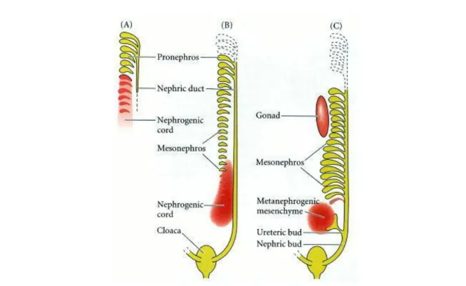 Figure 3: Three embryonic kidneys: pronephros (a), mesonephros (b) and metanephros (c)