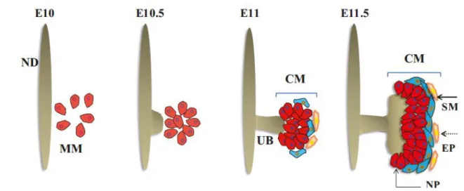 Figure  4:  Schematic  representation  of  early  kidney  development.  ND  –  nephric  duct,  MM  –  metanephric mesenchyme, UB – ureteric bud, CM – cap mesenchyme, NP - nephron progenitors,  SM  -  stromal  cells,  EP  -  endothelial  precursors