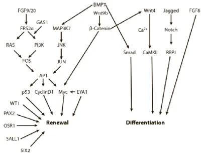 Figure 7: Schematic representation of important regulators of  the  balance  between  NPC  renewal  and  differentiation