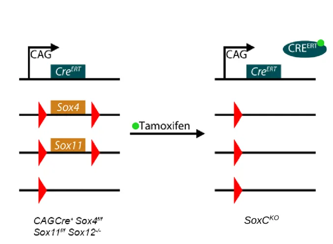 Figure 13: A transgenic mouse model was used to obtain a triple SoxC knockout in CAGCre +  Sox4 f/f Sox11 f/f  Sox12 -/-  NPC after the addition of 4OH-tamoxifen to the cell media