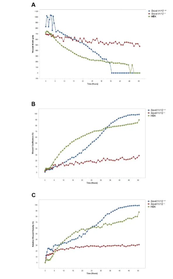 Figure 17: Dynamics of wound closure. (A) Wound width over time, (B) Wound confluence over time,  (C) Relative wound density over time