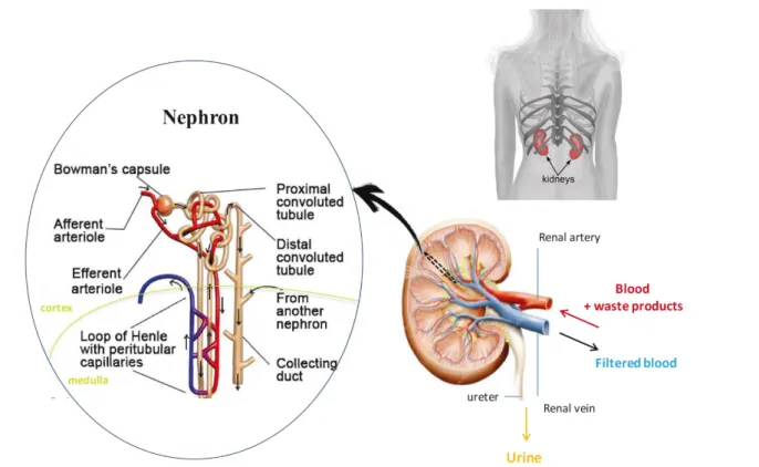 Figure 1: The anatomy of adult mammalian kidney and a structure of the nephron.