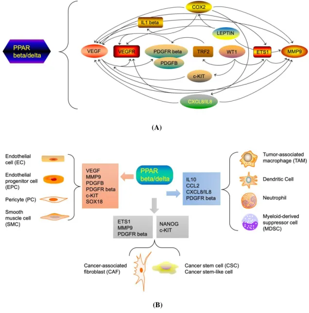 Figure 1. The “hallmark” role of PPAR beta/delta in tumor angiogenesis and progression