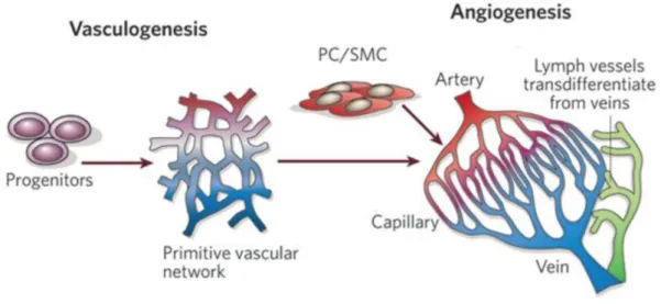 Figure 1. Vasculogenesis and Angiogenesis.  
