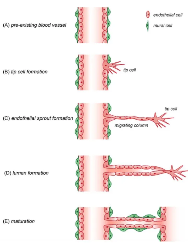 Figure 2. A schematic representation for the angiogenic process is shown.                      