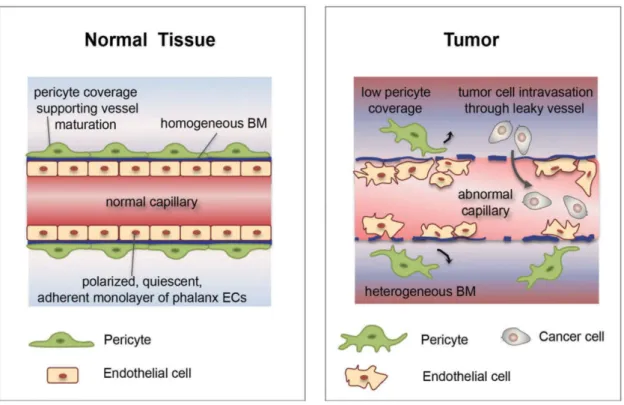 Figure 3. Tumor vessels are structurally and functionally abnormal.  