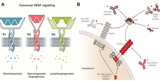 Figure 4. VEGF activation, and signaling pathways, and strategies to inhibit VEGF  signaling