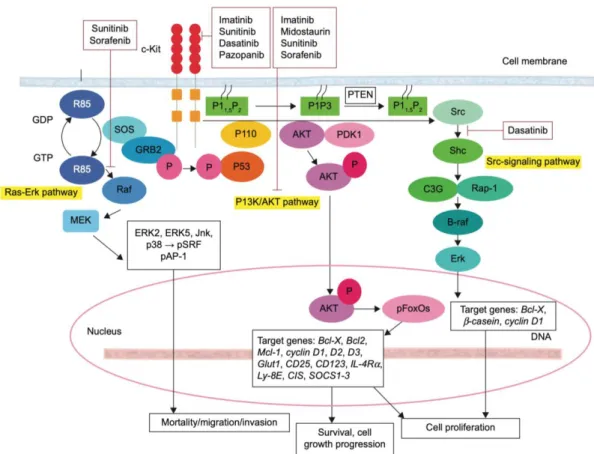 Figure 7-2. A schematic representation of TKIs blocking target in c-KIT signalling  pathways in cancer