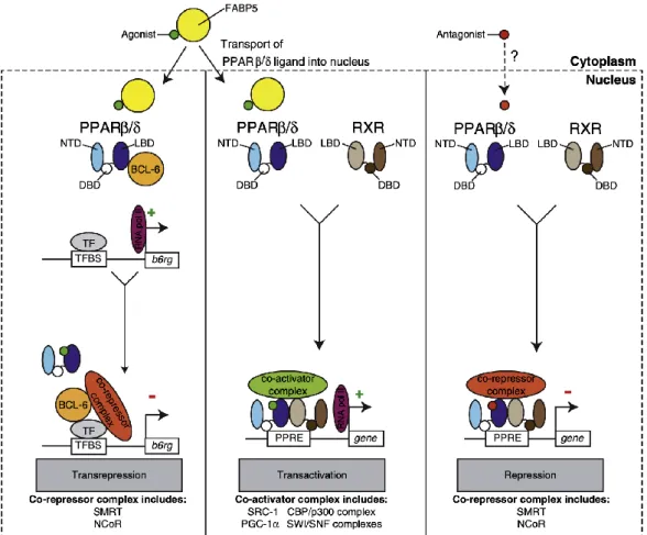 Figure 8. Overall mechanism of transcriptional regulation by PPAR beta/delta. 