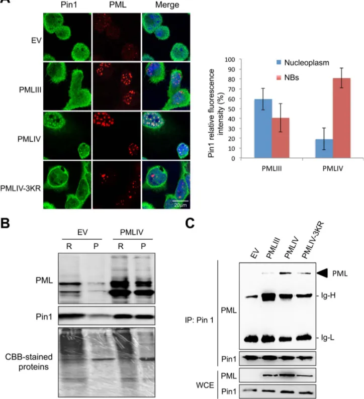Figure 8. PMLIV interacts with Pin1 and recruits it within PMLNBs. (A) Double immunofluorescence analyses were performed using monoclonal anti-PML (red) and rabbit anti-Pin1 (green) antibodies in U373MG-EV cells or cells stably expressing PMLIII, PMLIV or 