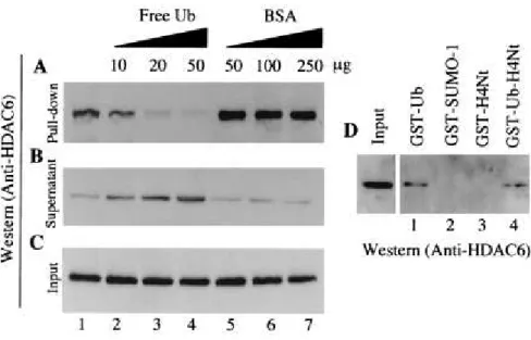 FIG. 4.    mHDAC6 specifically interacts with Ub. (A) Mouse testis cytoplasmic extracts were  incubated with an Ub-agarose matrix (lane 1)