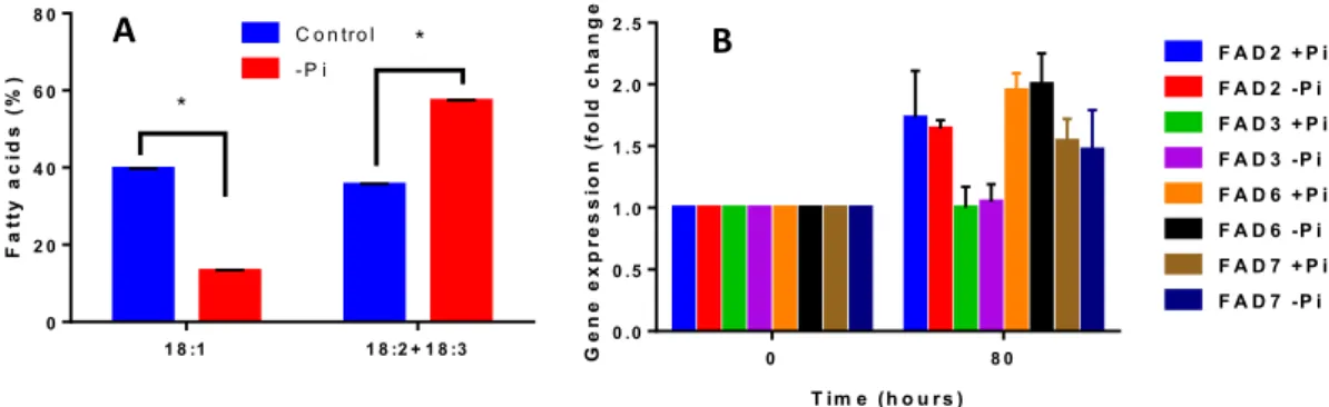 Figure 5.  Effect of a Pi deficiency on the expression levels of FAD2, FAD3, FAD6 and FAD7 genes in  Arabidopsis cell suspension cultures