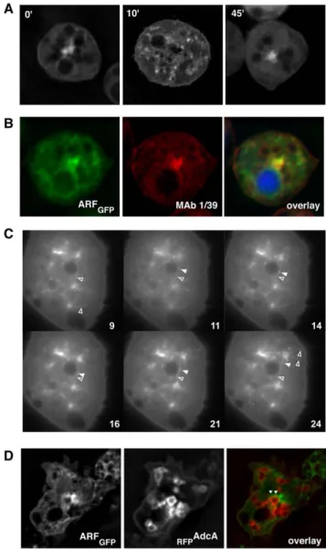 Figure 6. The C domain of AdcA arrestin core interacts with Dd- Dd-ArfA in vitro . AdcA C was expressed and purified as a GST-fusion protein