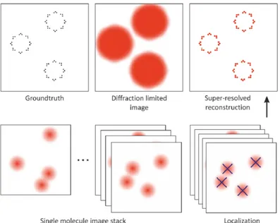 Figure 5 . 4 : The principles of SMLM . Instead of all the fluorophores emit light at the same time (Diffraction limited image), only sparse subsets emit light (Single molecule image stack), and the fluorophores are precisely localized (Localization)