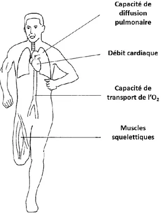 Figure  3 :  Synthèse  schématique  des  facteurs  physiologiques  susceptibles  de  limiter  la  consommation  maximale  d’oxygène  à  l’exercice  chez  l’homme