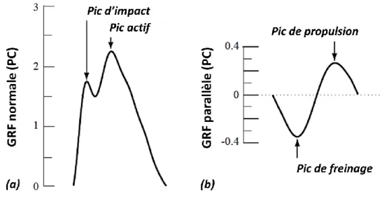Figure 15 : tracé typique des composantes normale (a) et parallèle (b) de force de réaction au sol lors  d’une course à plat à une vitesse de 3m.s -1 