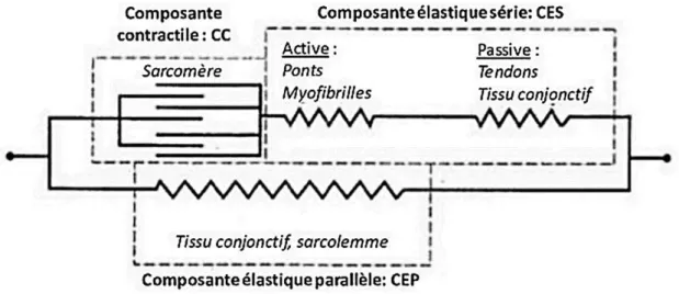 Figure 16 : Modèle mécanique du muscle à trois composantes de Shorten-Hill (1987)  