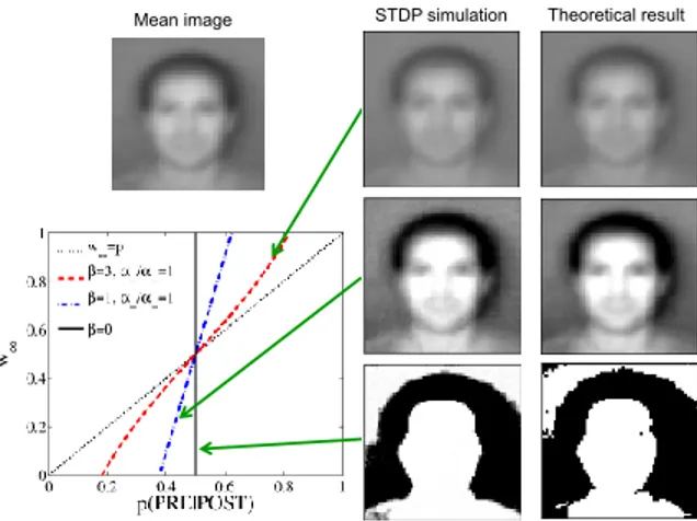 Fig. 10. Top left picture: mean image of the faces presented. Right pictures: