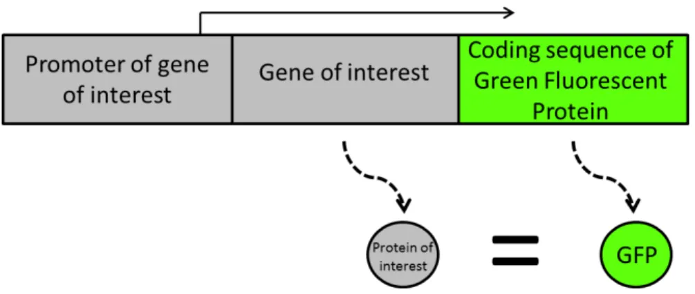 Figure 2.4.1: Synthetic modification of a gene for the measurement of its expression through a fluorescent protein.