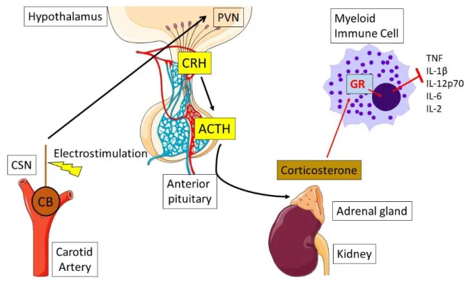 Illustration 12: The mechanism by which CSN electrostimulation attenuates inflammation  Electrical  activation  of  the  CSN  will  enhance  PVN  activity  –  releasing  CRH,  which  in  turn  releases ACTH
