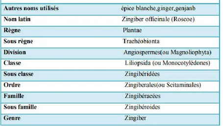 Tableau 2 : Classification botanique du Gingembre [33,37]. 