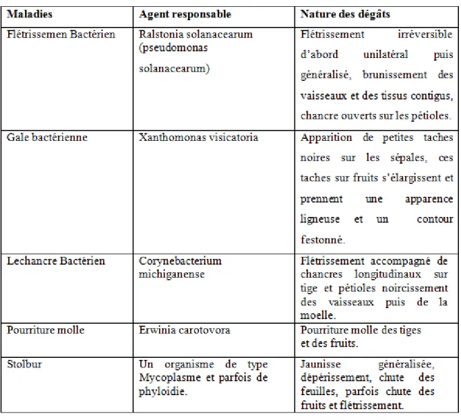 Tableau  5 : Principales maladies bactériennes du poivron 