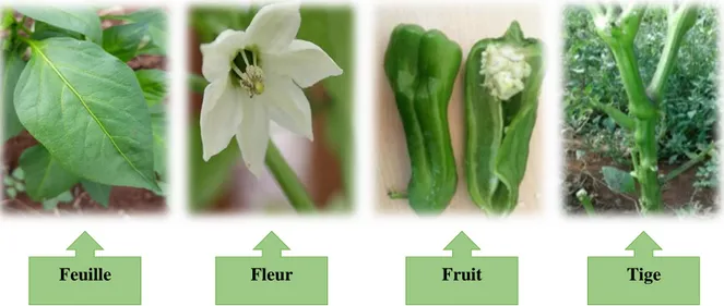 Figure 1 : Feuille, fleur, fruit et tige d’un poivron (Originale, 2019). 
