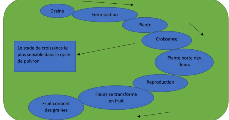 Figure 2 : Cycle biologique de poivron et le stade plus sensible (Originale, 2019). 