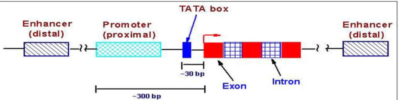Figure 14. La région promoteur des eucaryotes &#34;supérieurs&#34;. La TATA-box est environ 30 bases en amont du  TSS