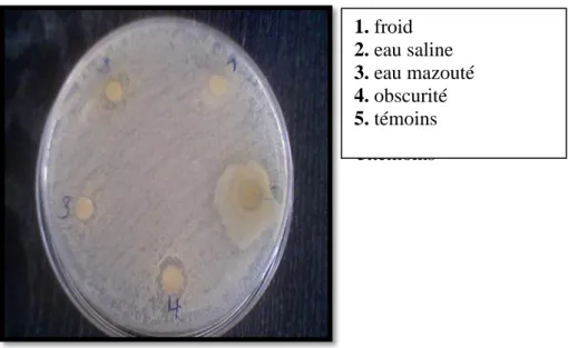 Figure 49. Effet des extraits (basilic) sur S.aureus. 