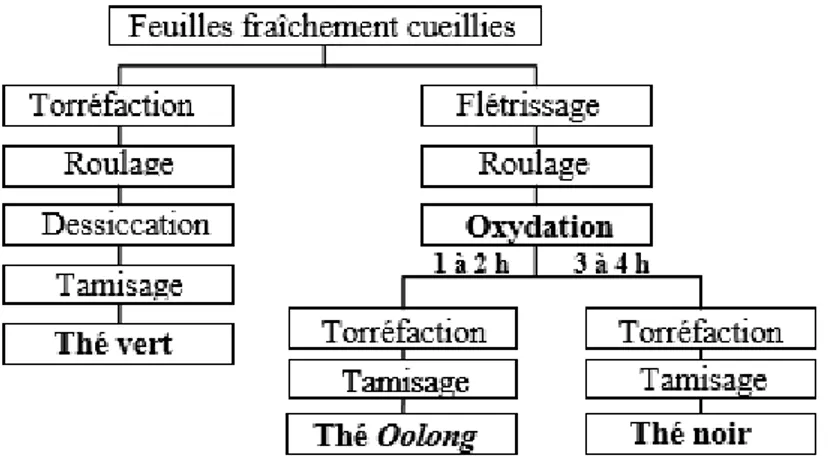 Figure 12: Principales étapes du traitement des feuilles de théier après récolte 