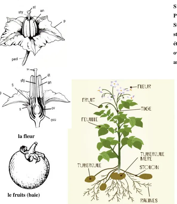 Figure 1: Caractéristiques  morphologiques de la pomme de terre 