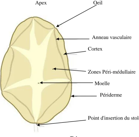 Figure 4 : Coupe longitudinale d'un tubercule de pomme de terre (ROUSSELLE et al.,  1996) 