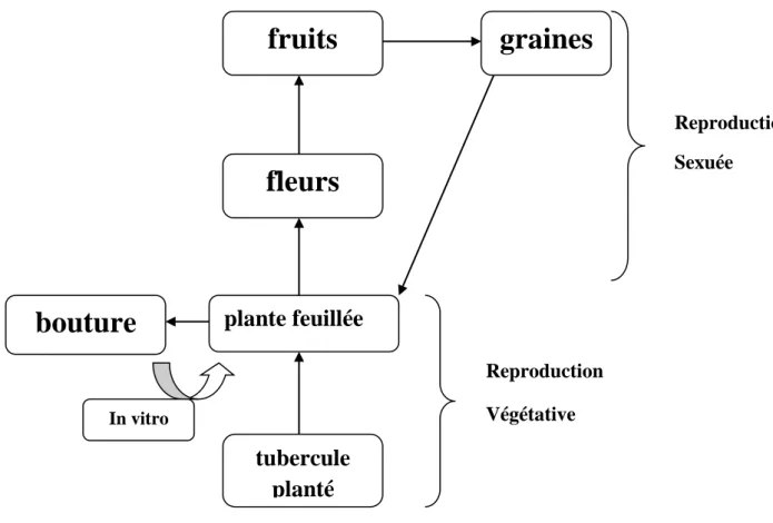 Figure 6 : les différents méthodes de multiplication de la pomme de terre 