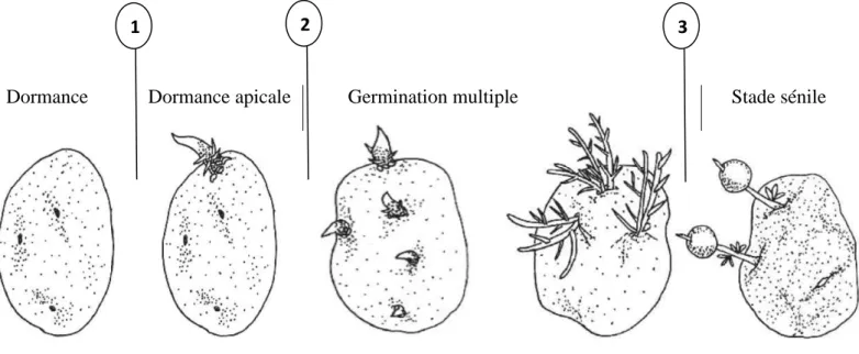 Figure 8 : Evolution physiologique du tubercule de pomme de terre 