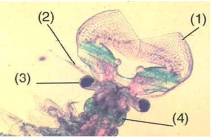 Figure 6 . La tête d’un mâle d’Artemia adulte. 