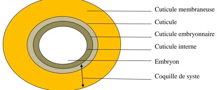 Figure 11 : Structure du cyste d’Artemia (Dhont et Vanstappen, 2003). 