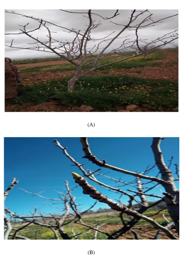 Figure 08 : (A), (B) Arbre femelle du pistachier : ITAFV MASCARA(MAZOUNI.F)  Chez le pistachier, les fleurs sont unisexuées et groupées en inflorescence