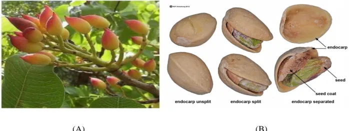 Figure 10 : (A), (B) le fruit : pistacia –vera : male –femelle. 