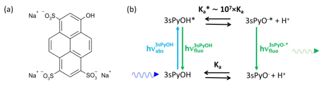 Figure 4. (a) Molecular structure and (b) Förster cycle of pyranine, 3sPyOH. 